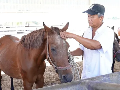 Những người vương vấn nghề nuôi ngựa đua Đức Hòa - Kỳ 1: Đường đua đã dừng, ngựa buồn bên chủ