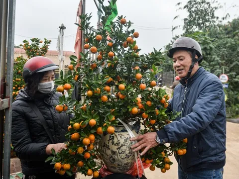 Quất 3 triệu đồng/cây đắt khách, đào 1,4 triệu đồng/cành khách lắc đầu bỏ đi
