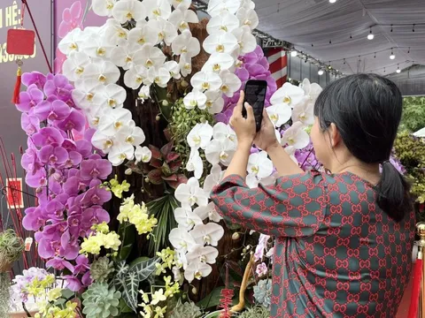 Từ cao nguyên xuống miền sông nước: lan hồ điệp ‘khủng’ nhuộm sắc xuân Cần Thơ