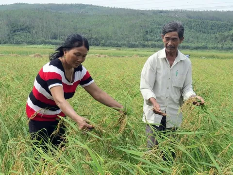 Ngày Tết thèm nếp ngự Sa Huỳnh
