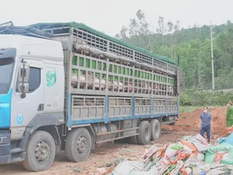Phát hiện ô tô chở hơn 15 tấn heo nhiễm dịch tả lợn châu Phi đi bán dịp cận Tết