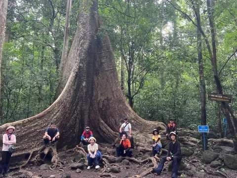 Vào rừng du xuân