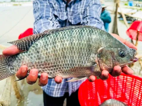 Một loài cá dễ nuôi, giàu dinh dưỡng, bán qua Mỹ, Brazil thu về trăm triệu USD