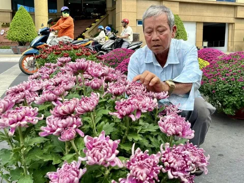 Cúc hồng ngọc, cúc hồng nhung ‘trình làng’ chợ hoa Tết Cần Thơ