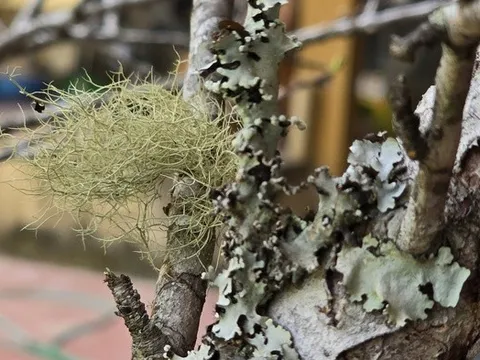 Theo chân "thợ săn" đào đá: Một tuần lội rừng, "hốt" cả trăm triệu dịp Tết