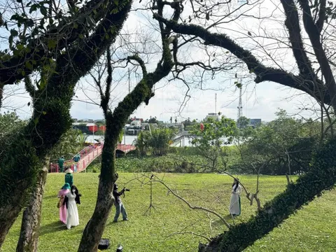 Vẻ đẹp của vườn sưa vàng cổ thụ mùa trụi lá bên sông Tam Kỳ ngày cận Tết