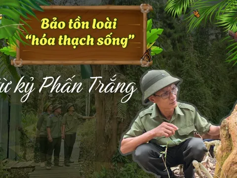 Bảo tồn loài “hóa thạch sống” từ kỷ Phấn Trắng