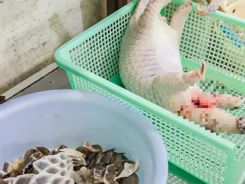 Phát hiện tê tê Java quý hiếm bị giết mổ trong bếp nhà hàng, công an vào cuộc