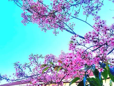 Chậm lại thôi, chậm lại để yêu, chậm lại để nghe hoa mai anh đào đang nở