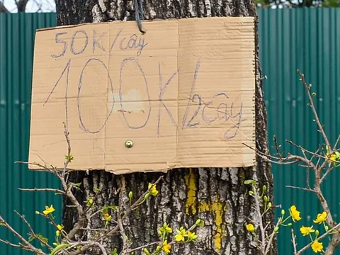 Hà Nội: đào, quất Tết nhiều nơi xả hàng, mai vàng còn 100.000 đồng 2 chậu