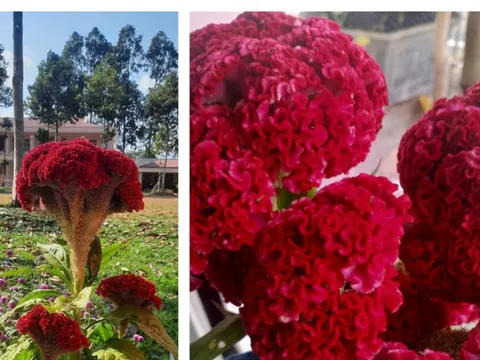 20 năm qua tôi đều nhận được chậu hoa mào gà lung linh dịp Tết