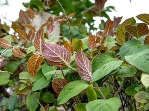 Loại lá "quét sạch" cơn ho mùa đông mà ít người biết