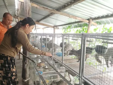 Người dân Cà Mau làm giàu nhờ nuôi chồn hương sinh sản