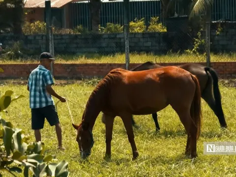 “Thủ phủ ngựa đua” miền Nam một thời giờ ra sao?