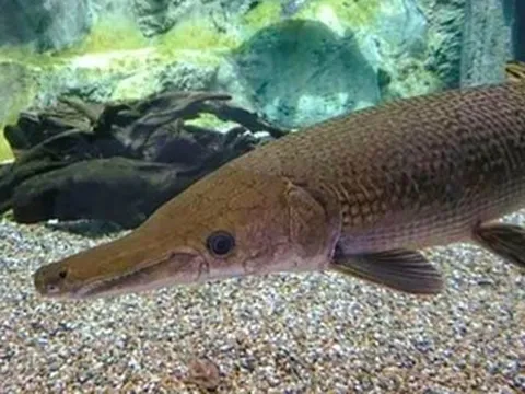 11 người ở Thanh Hóa nghi bị ngộ độc sau khi ăn trứng cá sấu hỏa tiễn