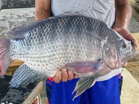 Mỹ chi hơn 50 triệu USD để mua cá rô phi ở Việt Nam