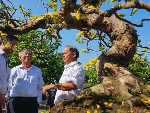 'Ngày Bonsai - Mai vàng Nghĩa Hành 2026' đón nghệ nhân, du khách thưởng lãm dịp đầu năm