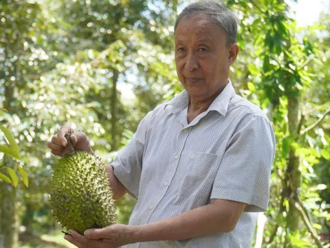 Sầu riêng miền Tây lên 140.000 đồng/kg, nhà vườn phấn khởi đầu năm