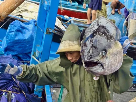 Cảng cá Phú Yên cũ, Khánh Hòa nhộn nhịp đón 'lộc biển' từ những chuyến tàu xuyên Tết