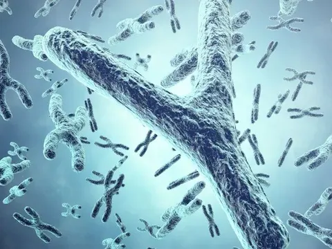 Nam giới càng lớn tuổi càng 'mất' nhiễm sắc thể Y: Điều gì đang xảy ra?