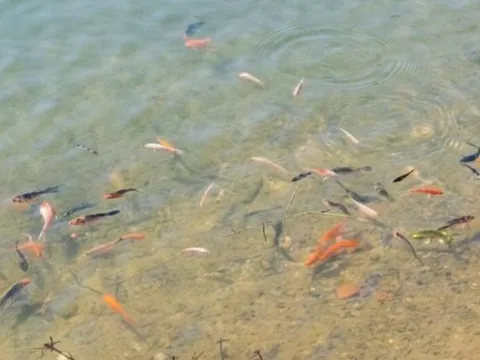 Thả 5.000 cá koi, cá lăng vào "trái tim" Măng Đen