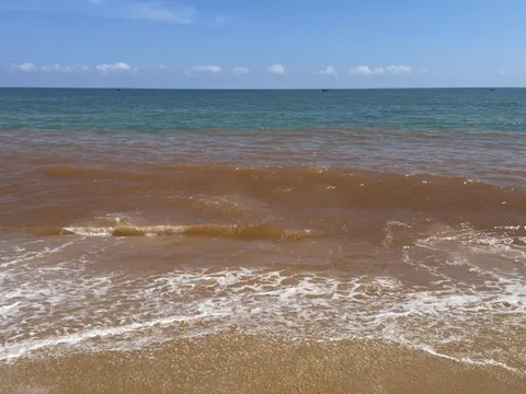 Tìm nguyên nhân nước biển Tam Quan đổi màu đỏ lạ