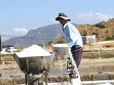Diêm dân Ninh Thuận cũ vui khi muối được mùa được giá