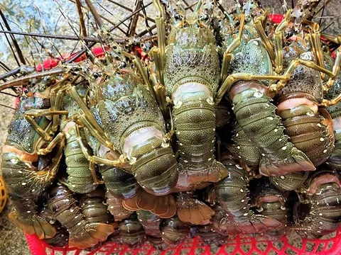 Vì sao Trung Quốc giảm nhập một nửa tôm hùm Canada, tăng gấp đôi mua của Việt Nam?