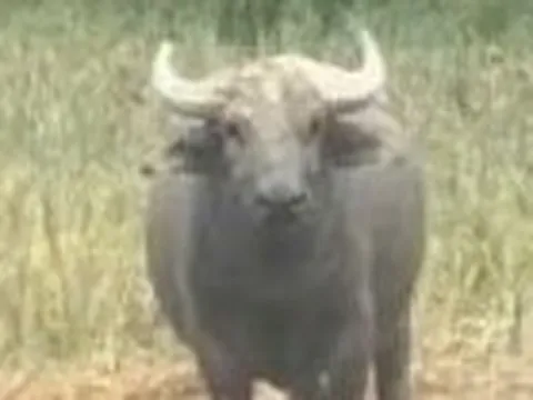 Xuất hiện con trâu hung dữ, húc 2 người bị thương