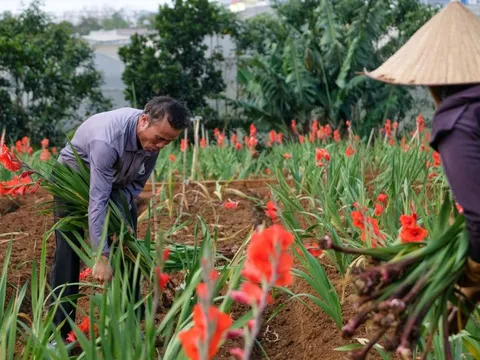 Hoa lay ơn nở trễ, nhà vườn vùng Đà Lạt nhổ bỏ cả cánh đồng