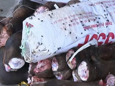Phát hiện 2 kho lạnh chứa gần 6 tấn đuôi, chân trâu bò bốc mùi thối