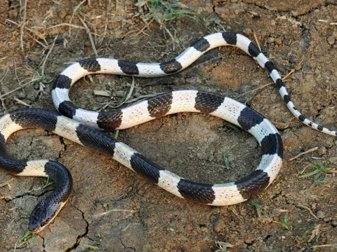 Hành khách đi máy bay hỗ trợ đưa huyết thanh từ TP.HCM ra Huế cứu sống bé gái bị rắn cạp nia cắn