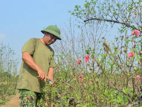 Làng đào Nhật Tân, quất Tứ Liên tất bật vào vụ mới