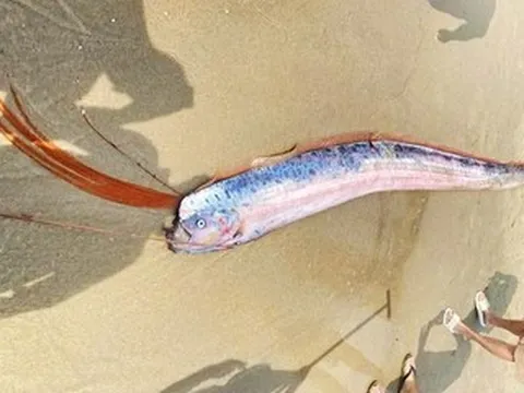 Cá hố rồng dạt vào bờ biển Đà Nẵng