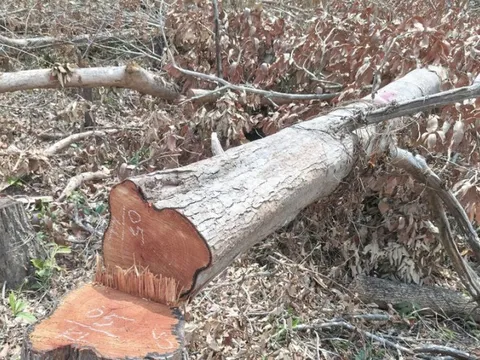 Gia Lai yêu cầu xác minh, làm rõ vụ phá rừng tại xã Ia Púch
