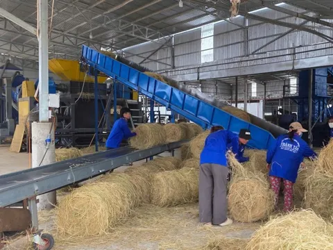 Thu mua rơm làm 50.000-60.000 tấn 'bánh rơm' vừa cho chăn nuôi, vừa bảo vệ môi trường