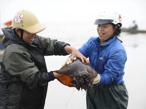 Sứa biển vào mùa, ngư dân kiếm tiền triệu mỗi chuyến ra khơi