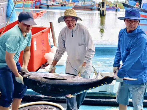 Giá dầu tăng, cá mất giá, nhiều tàu cá Quảng Ngãi cân nhắc chuyến ra khơi