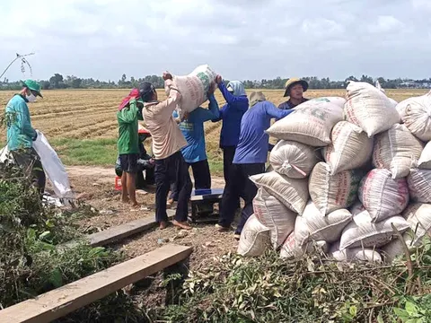 Lúa thu hoạch rộ, thương lái chậm mua