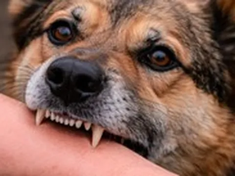 Chó dại cắn nhiều người, đầu năm Đà Nẵng ghi nhận thêm 7 ổ dịch