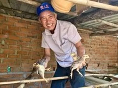 Mất đàn gà sau lũ, người dân Bình Định vui mừng nhận gà giống để tái đàn
