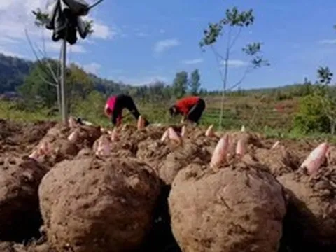 Loại củ dại “độc toàn thân”, người Việt không ai ngó trời Tây bán "hái ra tiền"