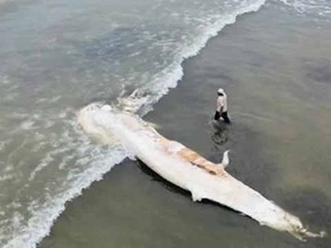 Xác cá voi dài gần 10 m dạt vào bờ biển