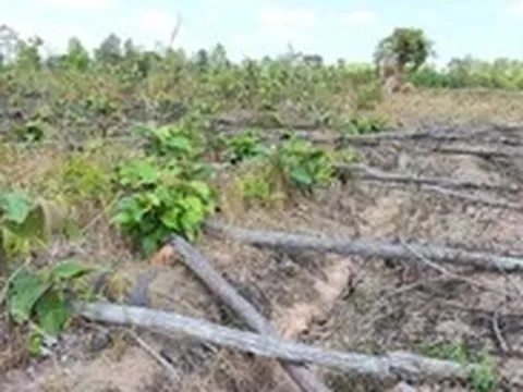 'Dọn sạch' 8ha rừng tự nhiên để trồng mì, lúa, xà cừ