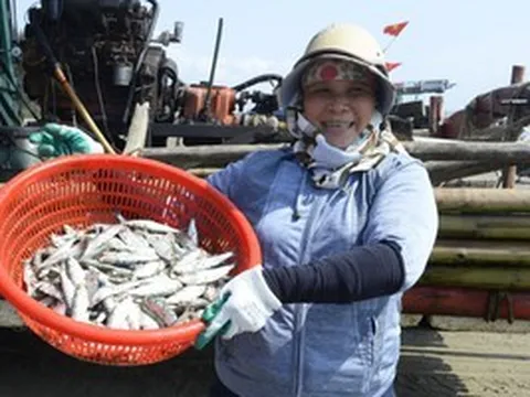 Ngư dân Thanh Hóa kiếm tiền triệu mỗi ngày mùa cá trích