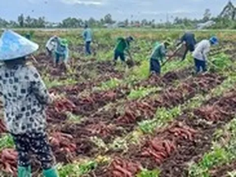 Khoai lang tăng 3.000-4.000 đồng/kg, nông dân An Giang thu lợi nhuận trăm triệu