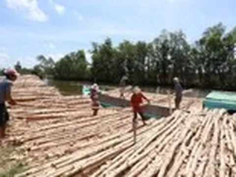 Mùa lái tràm U Minh