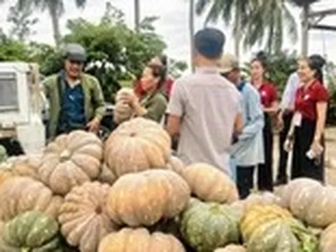 ‘Giải cứu’ hàng trăm tấn bí đỏ tồn đọng ở Cà Mau
