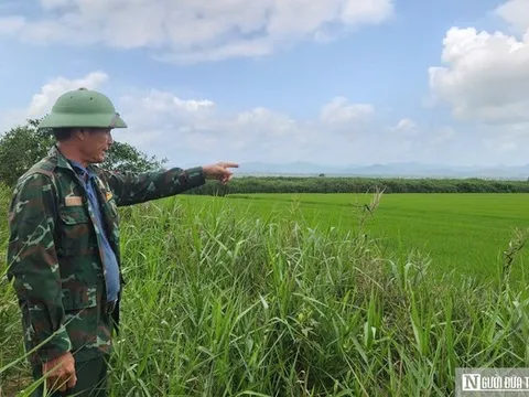 Chuyện về "lão nông" ở phá Hạc Hải - Kỳ cuối: Mô hình kinh tế cho thu nhập "khủng"