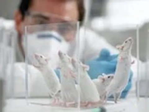 Thử nghiệm trên động vật: Bước ngoặt từ chính sách mới của Hoa Kỳ và những thách thức công nghệ